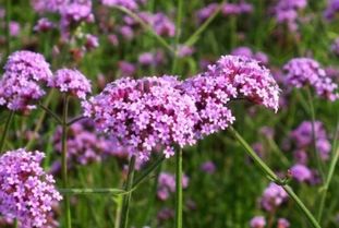 下個月,這將驚現(xiàn)鄞州城區(qū)最大規(guī)模 花海