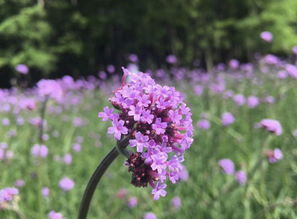共青森林公園 5千平米紫色花海盛放