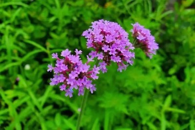 賞蝶季臨近,哪些花是蝴蝶的最愛?