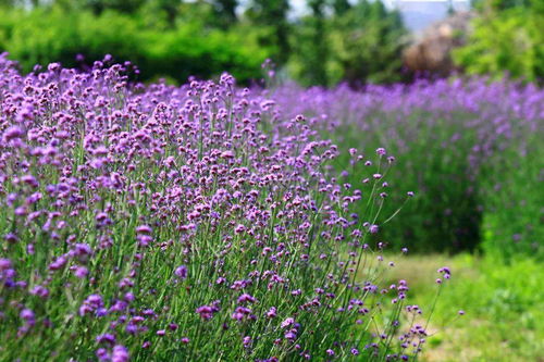 一起探秘滬上的紫色花海 薰衣草or馬鞭草你能分清嗎