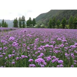 湖北柳葉馬鞭草價(jià)格