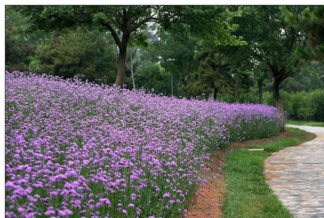 柳葉馬鞭草種植基地,馬鞭草,山合水馬鞭草批發(fā)基地_供應(yīng)產(chǎn)品_柳葉馬鞭