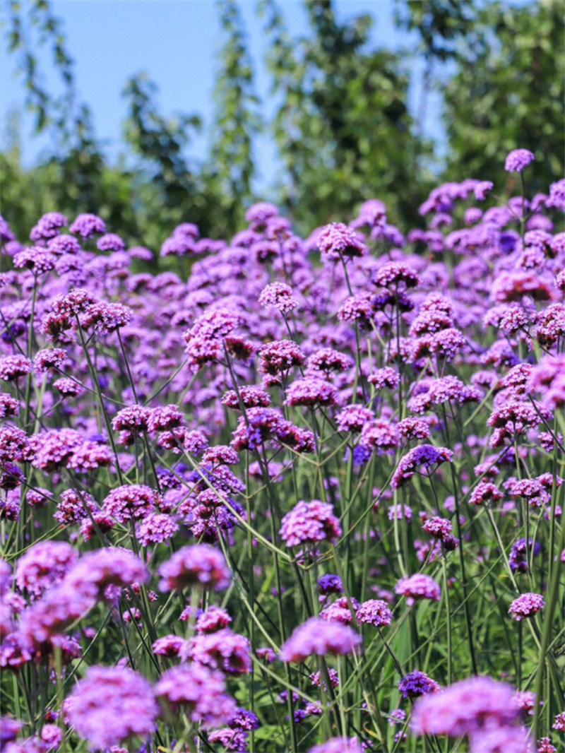 柳葉馬鞭草種子多年生宿根草花種子景觀綠化花海婚紗攝影觀花種子