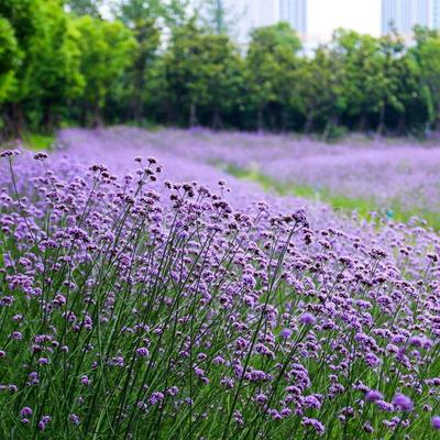 馬鞭草小苗 柳葉馬鞭草批發(fā) 供銷