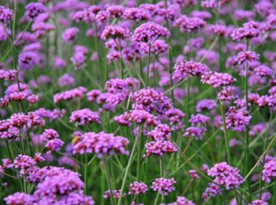 柳葉馬鞭草的形態(tài)特征