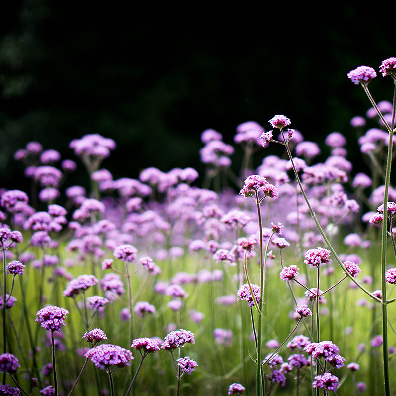 柳葉馬鞭草種子多年生宿根草花種子景觀綠化花海婚紗攝影觀花種子