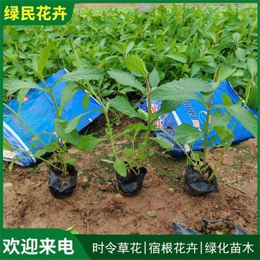 馬鞭草價(jià)格