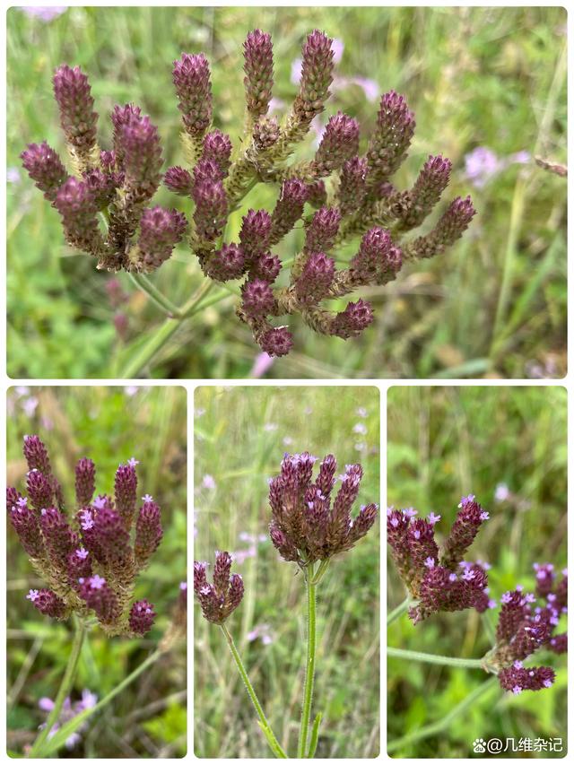 柳葉馬鞭草種子多年生宿根四季播種耐寒花籽婚紗攝影花海景觀種子