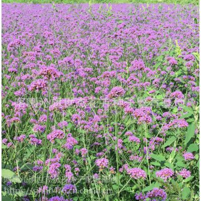 柳葉馬鞭草種子 * 藍色花海種 馬鞭草 花海種子