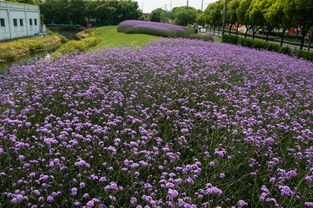昆山五月花 柳葉馬鞭草