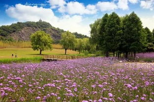 上海當季最浪漫的紫色花海都在這 多數為馬鞭草
