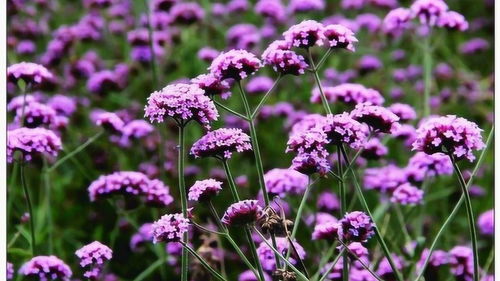 成片的柳葉馬鞭草你也許見過,但是和月季混種,你肯定沒弄過