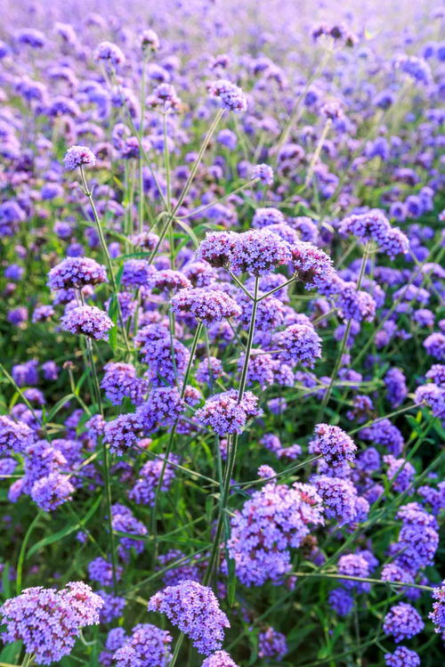 紫色花海 泰達msd花海柳葉馬鞭草迎來最佳觀賞期