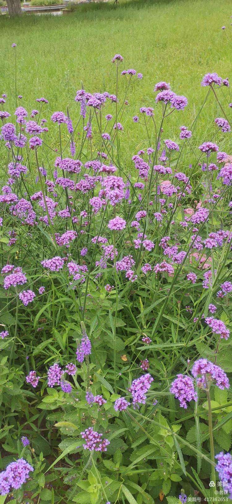 柳葉馬鞭草(微科普)