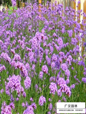 柳葉馬鞭草的養殖方法和注意事項