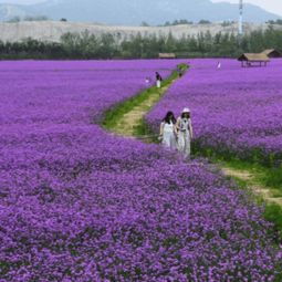 北方地區柳葉馬鞭草繁殖方式和養護管理技術