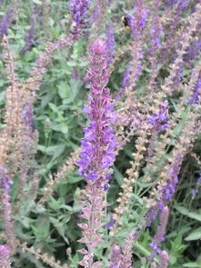 我和花兒有個約會 五 湖南鳳凰縣塘橋柳葉馬鞭草