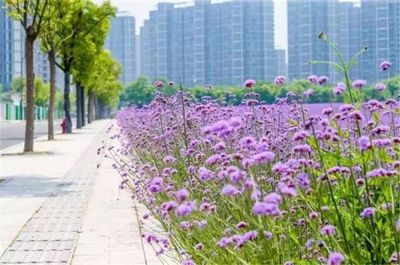 杭州人又將被全國羨慕!超夢幻紫色花海上線了!杭州驚現紫色浪漫!