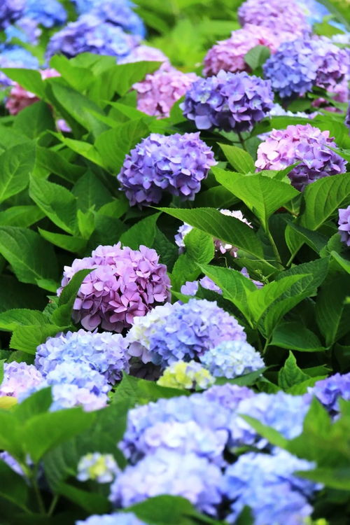 初夏的彭浦四季公園,太美了