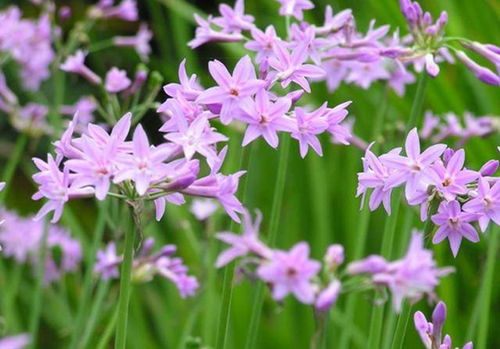 還在種草 不如試試這15種地被植物,美翻了