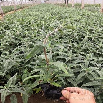 【墨西哥鼠尾草批發商柳葉馬鞭草種植基地矮牽牛苗圃直銷】-