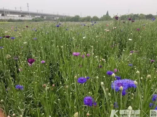 杭州首份花海地圖 浪漫紫 熱情紅 清新粉 快去看花海啊