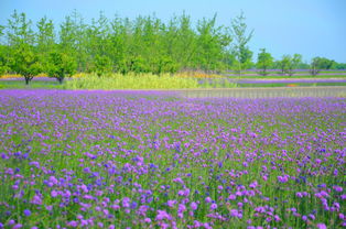 去衲田花海,看最美麗最繁茂最大片最震撼人心的柳葉馬鞭草