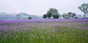重磅 南寧今年將新增3大公園 快看在你家附近不