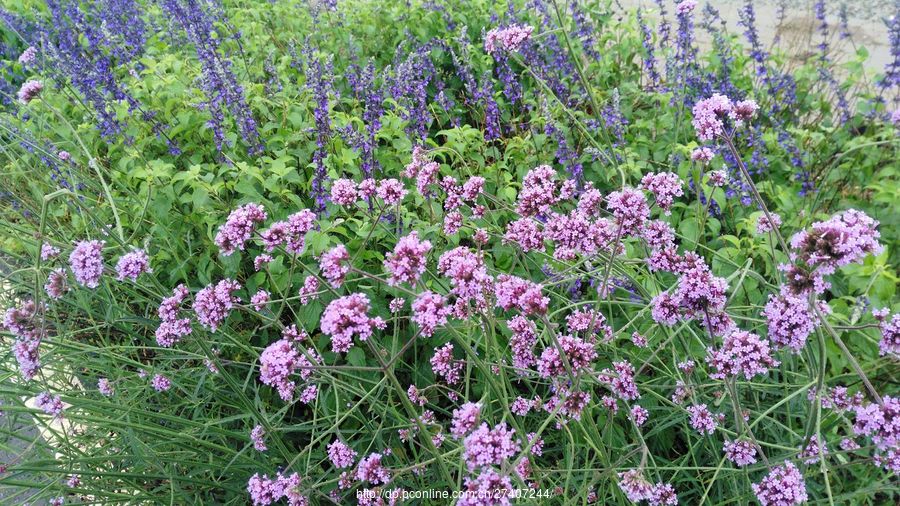 【柳葉馬鞭草攝影圖片】生態