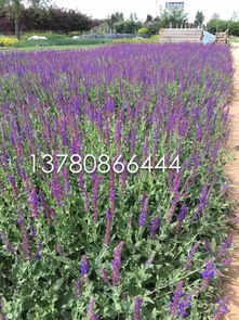 【柳葉馬鞭草基地價格】-