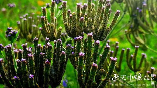 駐馬店練江河岸邊 花開飄香醉游人