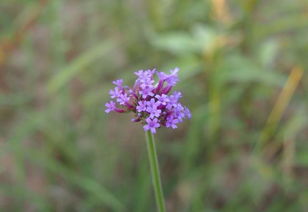 柳葉馬鞭草 紫色花兒我來問,花開為何不見葉