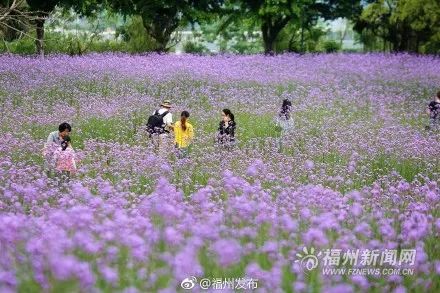 花海公園里柳葉馬鞭草已開,紫色的花田鋪滿了春日