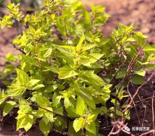 優季君的庭院規劃設計系列一 花境設計 border planning