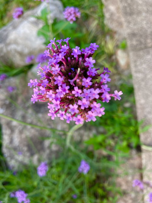 資陽周祠壩高中門口的花園里有根長凳可以對著看柳葉馬鞭草,美美的 資陽九曲河門戶網 資陽論壇 資陽城市生活門戶 powered by discuz
