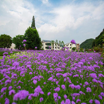 馬鞭草 柳葉馬鞭草杯苗 壹點花卉 花海景觀小苗批發