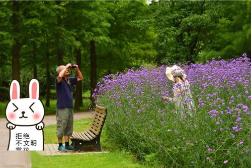 美醉了 柳葉馬鞭草盛開,紫色花海鋪滿共青