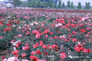 大薊州 愛上你的 花樣年華