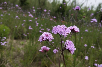 馬鞭草,熏衣草的最佳模仿者