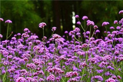 美翻了!這片夢幻紫刷爆楊浦人的朋友圈