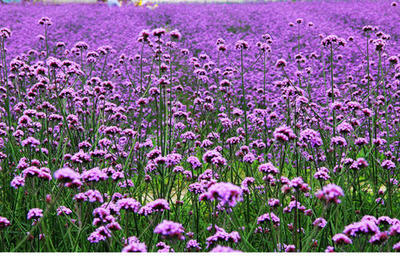 柳葉馬鞭草圖片的結果_圖片