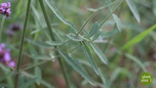 可能是最佳的薰衣草模仿者,也是最成功的