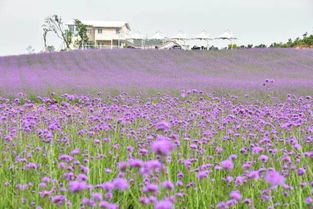 我們相愛吧 第三季驚艷亮相巴布洛