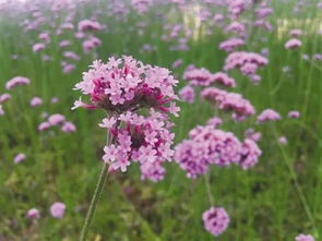 南寧又多了一個 網紅 打卡地 龜山濱江公園出現紫色花海