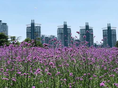 紫色花海,美不勝收,世紀公園柳葉馬鞭草已綻放