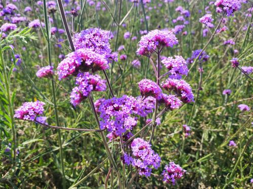 普者黑這片紫色花海,美呆了