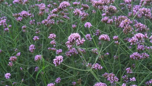 100畝柳葉馬鞭草已盛開 如夢似幻的紫色浪漫等你來打卡