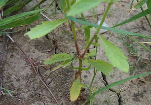 柳葉馬鞭草 紫色花兒我來問,花開為何不見葉