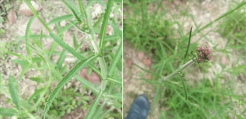 打造一片柳葉馬鞭草花海,可不僅僅是撒播花種那么簡單