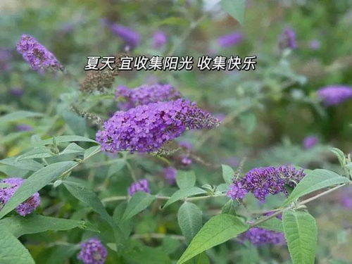 冷艷神秘 一起來世紀公園認識這個 醉 美紫花
